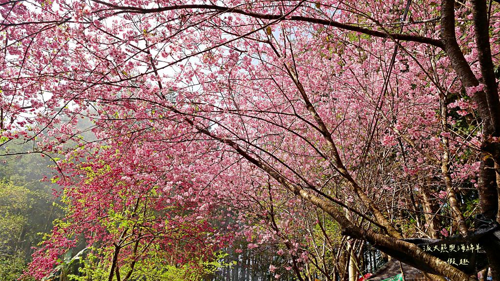 南投草坪頭櫻花．信義草坪頭玉山觀光茶園｜玉山山腰、中橫公路旁最夢幻的櫻花步道，花種繁多滿足大家賞櫻的渴望～2023草坪頭櫻花季開始囉!