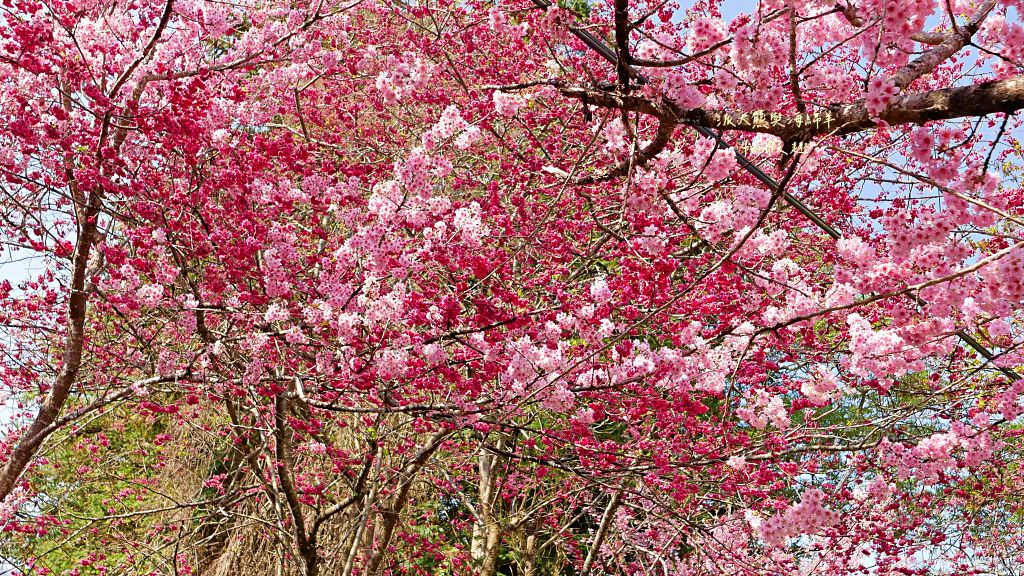 南投草坪頭櫻花．信義草坪頭玉山觀光茶園｜玉山山腰、中橫公路旁最夢幻的櫻花步道，花種繁多滿足大家賞櫻的渴望～2023草坪頭櫻花季開始囉!