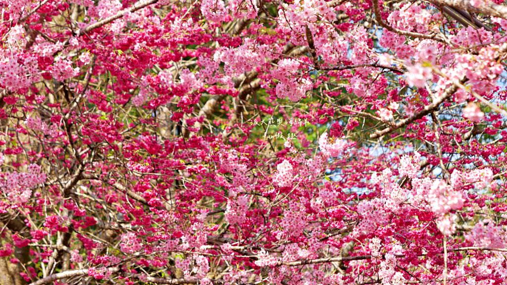 南投草坪頭櫻花．信義草坪頭玉山觀光茶園｜玉山山腰、中橫公路旁最夢幻的櫻花步道，花種繁多滿足大家賞櫻的渴望～2023草坪頭櫻花季開始囉!