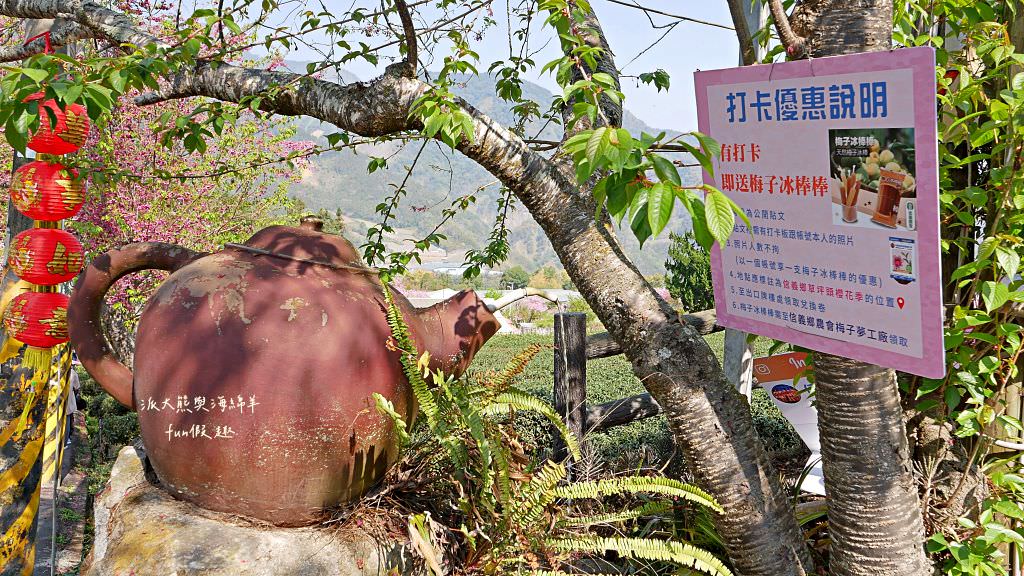 南投草坪頭櫻花．信義草坪頭玉山觀光茶園｜玉山山腰、中橫公路旁最夢幻的櫻花步道，花種繁多滿足大家賞櫻的渴望～2023草坪頭櫻花季開始囉!