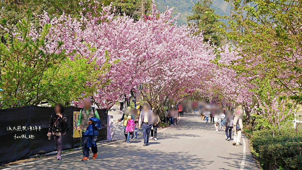 南投草坪頭櫻花．信義草坪頭玉山觀光茶園｜玉山山腰、中橫公路旁最夢幻的櫻花步道，花種繁多滿足大家賞櫻的渴望～2023草坪頭櫻花季開始囉!
