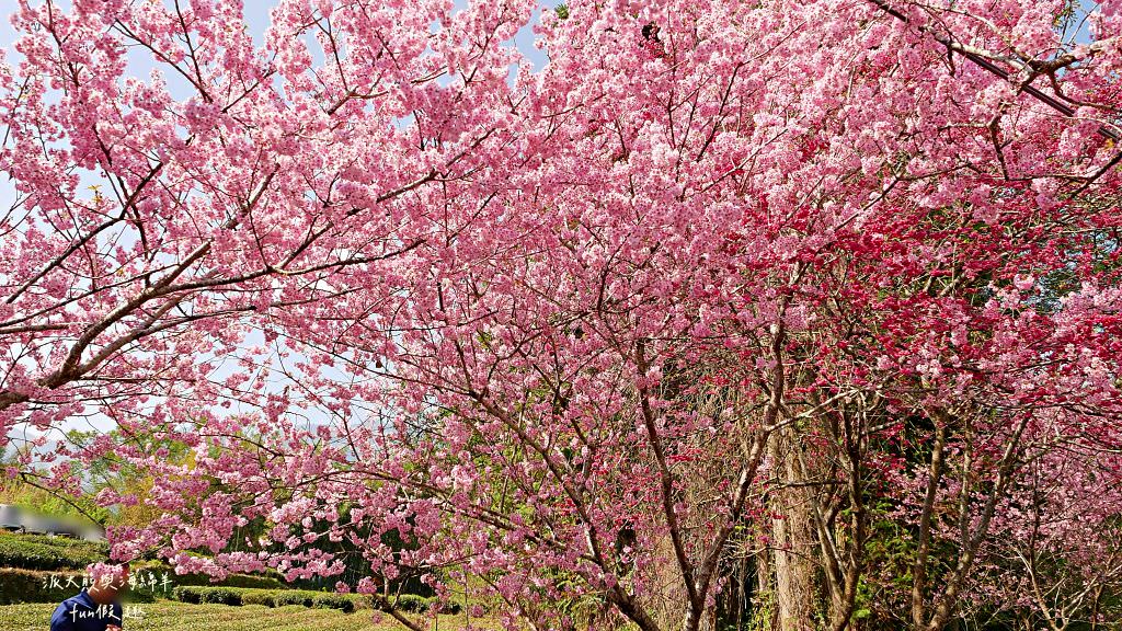 南投草坪頭櫻花．信義草坪頭玉山觀光茶園｜玉山山腰、中橫公路旁最夢幻的櫻花步道，花種繁多滿足大家賞櫻的渴望～2023草坪頭櫻花季開始囉!
