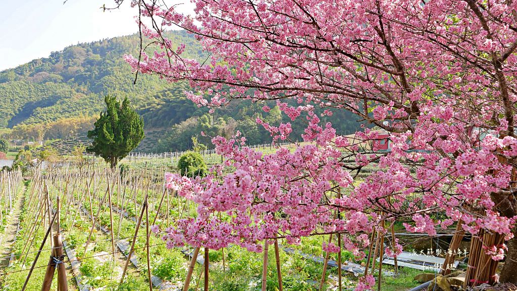 南投草坪頭櫻花．信義草坪頭玉山觀光茶園｜玉山山腰、中橫公路旁最夢幻的櫻花步道，花種繁多滿足大家賞櫻的渴望～2023草坪頭櫻花季開始囉!