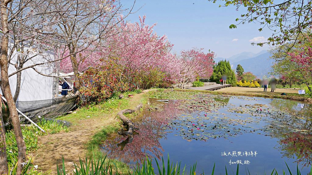 南投草坪頭櫻花．信義草坪頭玉山觀光茶園｜玉山山腰、中橫公路旁最夢幻的櫻花步道，花種繁多滿足大家賞櫻的渴望～2023草坪頭櫻花季開始囉!