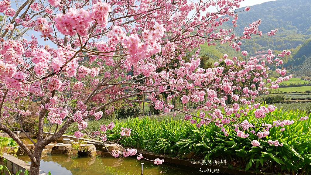 南投草坪頭櫻花．信義草坪頭玉山觀光茶園｜玉山山腰、中橫公路旁最夢幻的櫻花步道，花種繁多滿足大家賞櫻的渴望～2023草坪頭櫻花季開始囉!