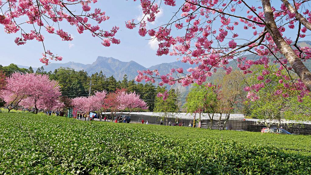 南投草坪頭櫻花．信義草坪頭玉山觀光茶園｜玉山山腰、中橫公路旁最夢幻的櫻花步道，花種繁多滿足大家賞櫻的渴望～2023草坪頭櫻花季開始囉!