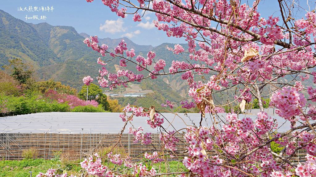 南投草坪頭櫻花．信義草坪頭玉山觀光茶園｜玉山山腰、中橫公路旁最夢幻的櫻花步道，花種繁多滿足大家賞櫻的渴望～2023草坪頭櫻花季開始囉!