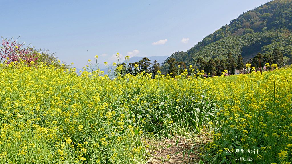 南投草坪頭櫻花．信義草坪頭玉山觀光茶園｜玉山山腰、中橫公路旁最夢幻的櫻花步道，花種繁多滿足大家賞櫻的渴望～2023草坪頭櫻花季開始囉!