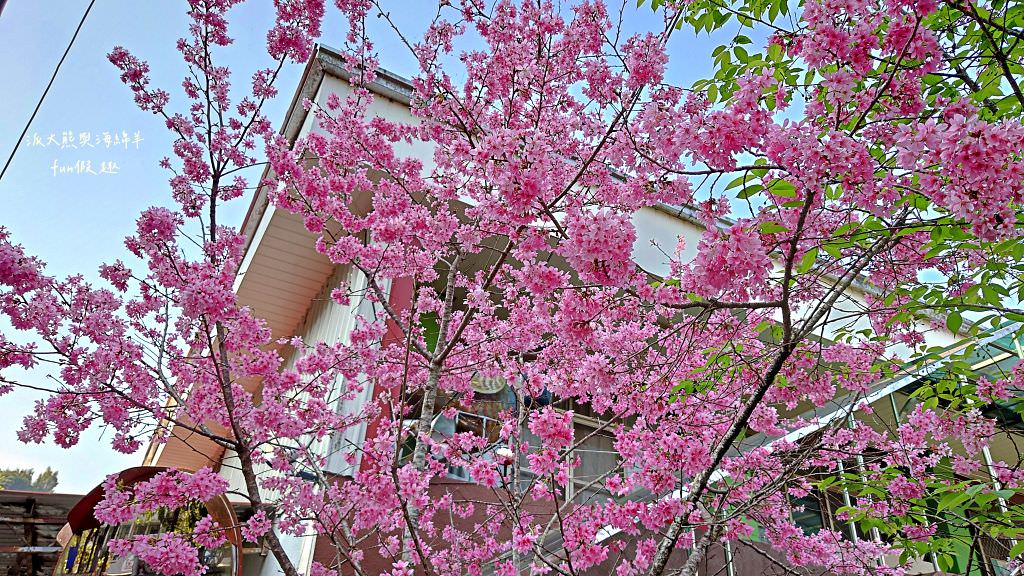 南投草坪頭櫻花．信義草坪頭玉山觀光茶園｜玉山山腰、中橫公路旁最夢幻的櫻花步道，花種繁多滿足大家賞櫻的渴望～2023草坪頭櫻花季開始囉!