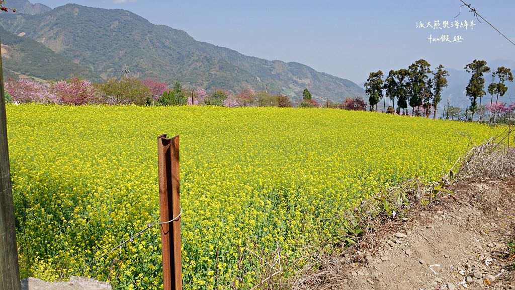 南投草坪頭櫻花．信義草坪頭玉山觀光茶園｜玉山山腰、中橫公路旁最夢幻的櫻花步道，花種繁多滿足大家賞櫻的渴望～2023草坪頭櫻花季開始囉!