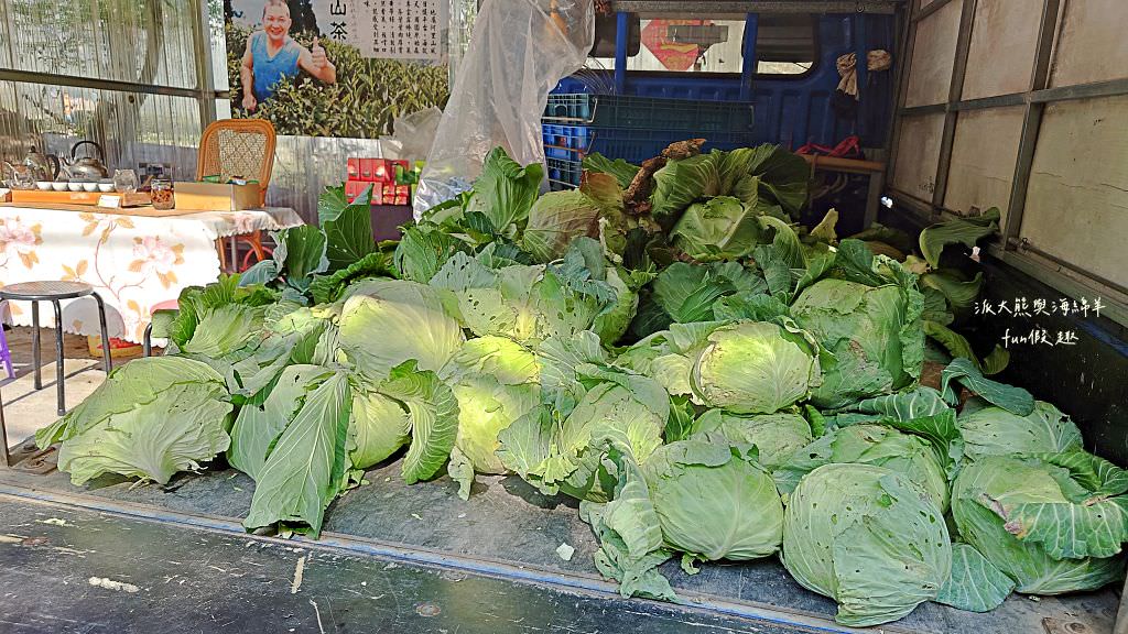 南投草坪頭櫻花．信義草坪頭玉山觀光茶園｜玉山山腰、中橫公路旁最夢幻的櫻花步道，花種繁多滿足大家賞櫻的渴望～2023草坪頭櫻花季開始囉!