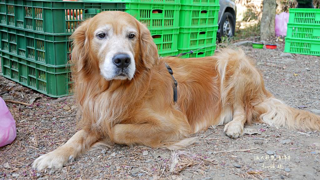 南投草坪頭櫻花．信義草坪頭玉山觀光茶園｜玉山山腰、中橫公路旁最夢幻的櫻花步道，花種繁多滿足大家賞櫻的渴望～2023草坪頭櫻花季開始囉!