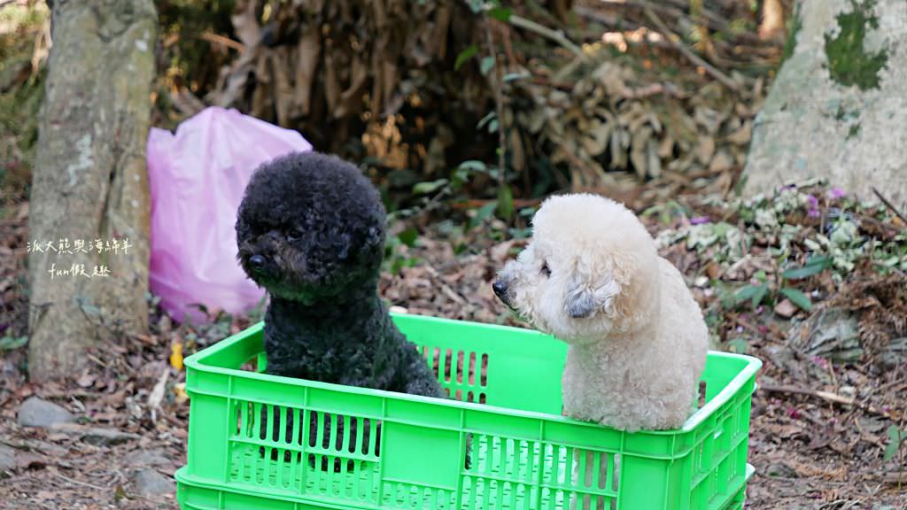 南投草坪頭櫻花．信義草坪頭玉山觀光茶園｜玉山山腰、中橫公路旁最夢幻的櫻花步道，花種繁多滿足大家賞櫻的渴望～2023草坪頭櫻花季開始囉!