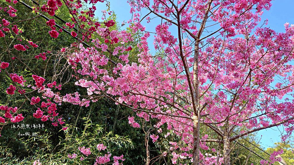 南投草坪頭櫻花．信義草坪頭玉山觀光茶園｜玉山山腰、中橫公路旁最夢幻的櫻花步道，花種繁多滿足大家賞櫻的渴望～2023草坪頭櫻花季開始囉!