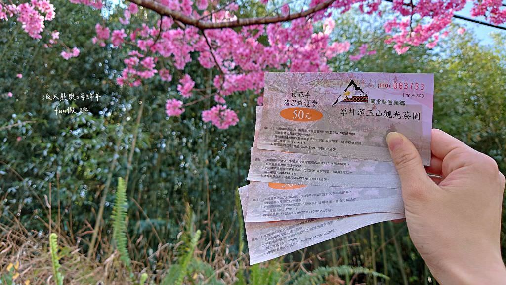 南投草坪頭櫻花．信義草坪頭玉山觀光茶園｜玉山山腰、中橫公路旁最夢幻的櫻花步道，花種繁多滿足大家賞櫻的渴望～2023草坪頭櫻花季開始囉!