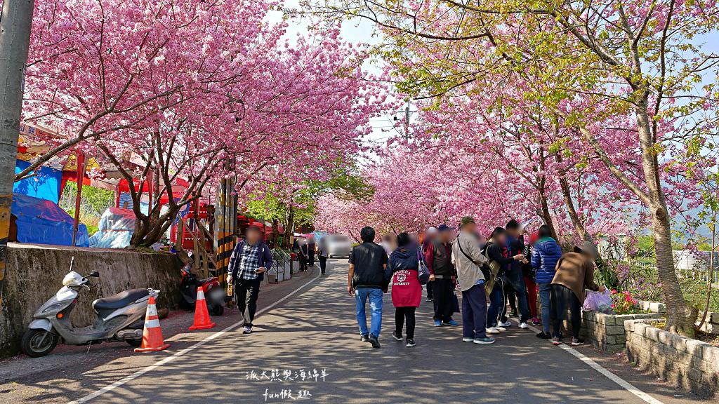 南投草坪頭櫻花．信義草坪頭玉山觀光茶園｜玉山山腰、中橫公路旁最夢幻的櫻花步道，花種繁多滿足大家賞櫻的渴望～2023草坪頭櫻花季開始囉!