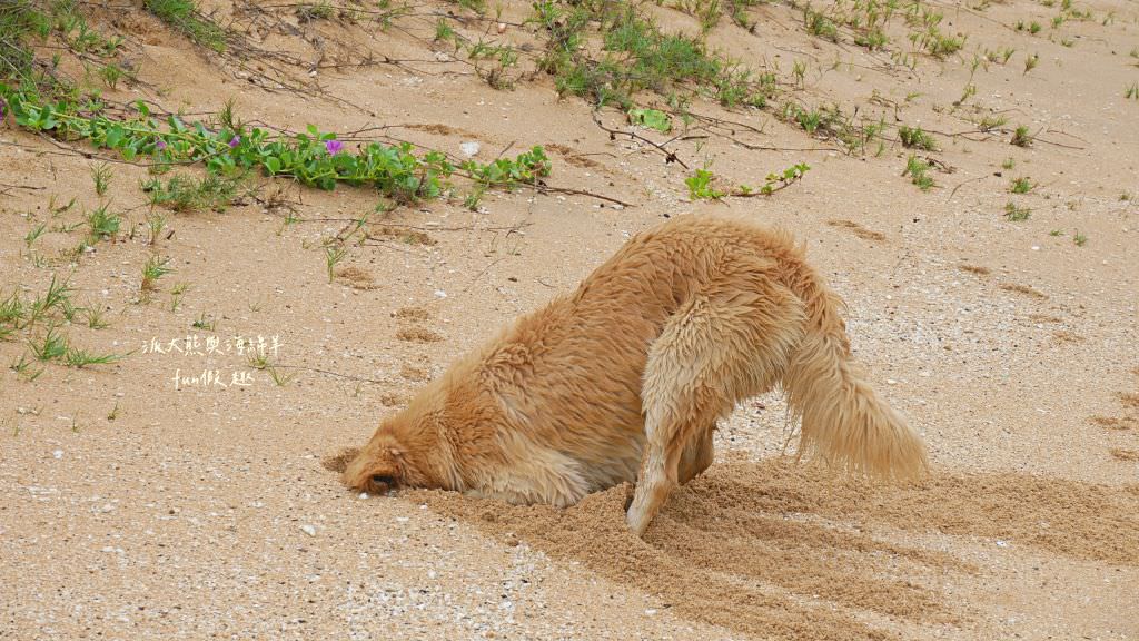 望安一日遊（含美食、景點及交通方式，中社古厝、花宅聚落、曾家古厝、澎湖望安綠蠵龜觀光保育中心、站長咖啡，吃喝玩樂就在這!）2訪囉✈2020澎湖三日補行程快閃之旅✈DAY3─1菊島漫遊