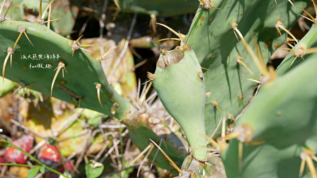望安一日遊（含美食、景點及交通方式，中社古厝、花宅聚落、曾家古厝、澎湖望安綠蠵龜觀光保育中心、站長咖啡，吃喝玩樂就在這!）2訪囉✈2020澎湖三日補行程快閃之旅✈DAY3─1菊島漫遊