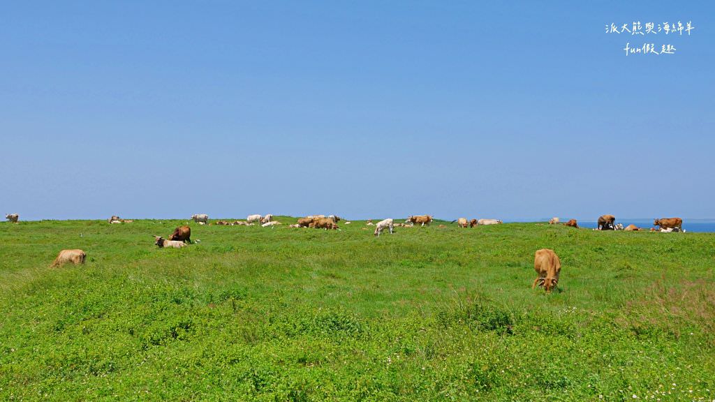 望安一日遊（含美食、景點及交通方式，中社古厝、花宅聚落、曾家古厝、澎湖望安綠蠵龜觀光保育中心、站長咖啡，吃喝玩樂就在這!）2訪囉✈2020澎湖三日補行程快閃之旅✈DAY3─1菊島漫遊