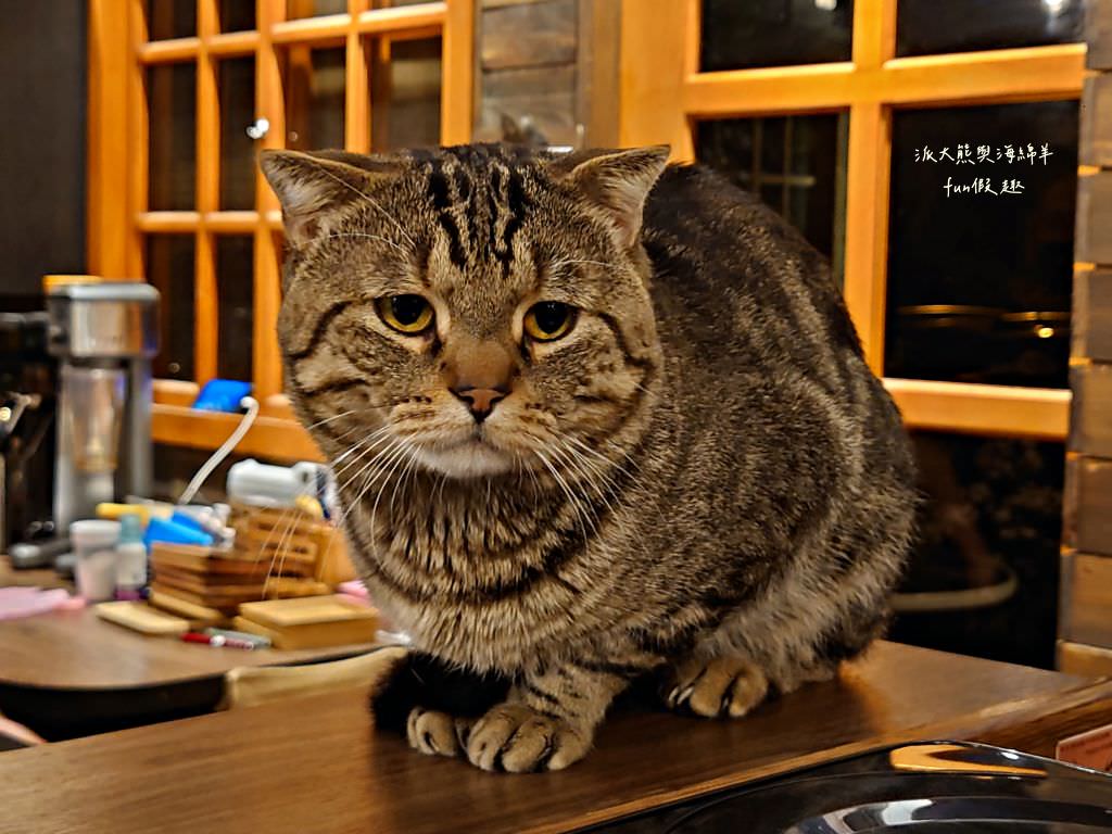 Lazy Cafe雷記咖啡︱綠意盎然的日式風格咖啡廳，享受鹿角蕨與手沖咖啡結合的完美空間，還能與可愛貓咪店長不期而遇!!!～112.4