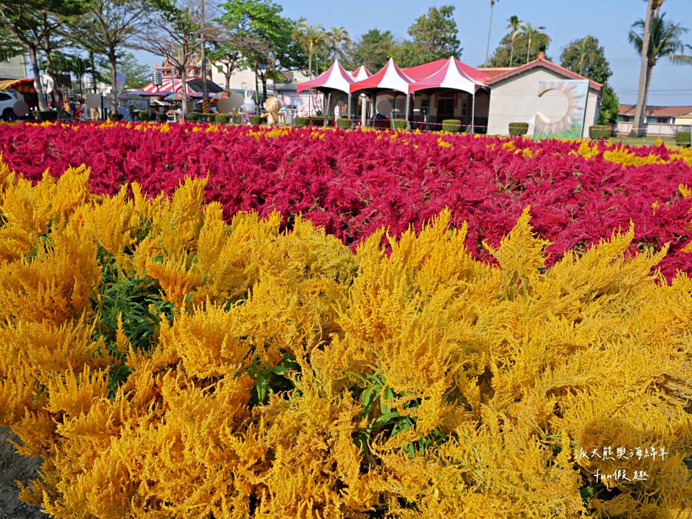 學甲蜀葵花文化節★4月花況.臺南學甲年度盛事.欣賞五顏六色的蜀葵花、鼠尾草、百日草、雞冠花、萬壽菊描繪出光華里民活動中心最美的必逛花海,也別忘了品嘗學甲必吃的美食唷!來個學甲一日遊吧~ - 第11張圖 學甲蜀葵花文化節★4月花況.臺南學甲年度盛事.欣賞五顏六色的蜀葵花、鼠尾草、百日草、雞冠花、萬壽菊描繪出光華里民活動中心最美的必逛花海,也別忘了品嘗學甲必吃的美食唷!來個學甲一日遊吧~