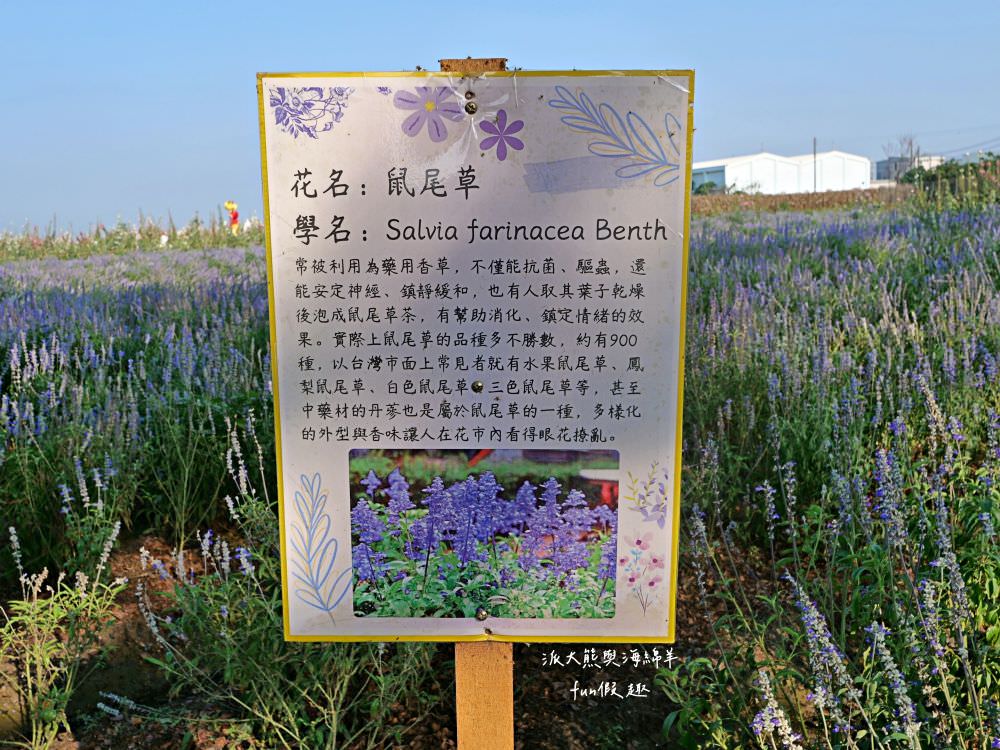 學甲蜀葵花文化節★4月花況．臺南學甲年度盛事．欣賞五顏六色的蜀葵花、鼠尾草、百日草、雞冠花、萬壽菊描繪出光華里民活動中心最美的必逛花海，也別忘了品嘗學甲必吃的美食唷!來個學甲一日遊吧～