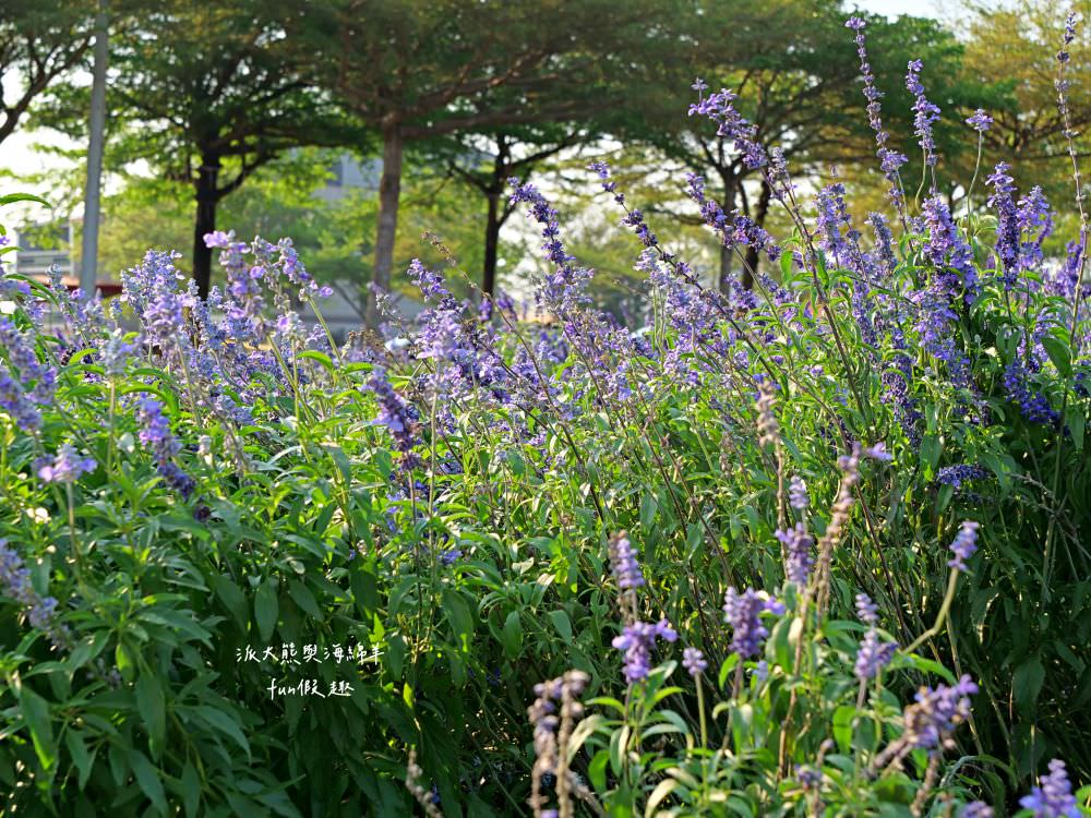 學甲蜀葵花文化節★4月花況．臺南學甲年度盛事．欣賞五顏六色的蜀葵花、鼠尾草、百日草、雞冠花、萬壽菊描繪出光華里民活動中心最美的必逛花海，也別忘了品嘗學甲必吃的美食唷!來個學甲一日遊吧～