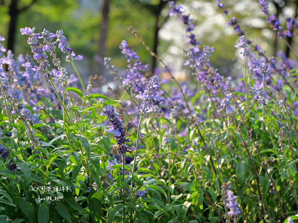 學甲蜀葵花文化節★4月花況．臺南學甲年度盛事．欣賞五顏六色的蜀葵花、鼠尾草、百日草、雞冠花、萬壽菊描繪出光華里民活動中心最美的必逛花海，也別忘了品嘗學甲必吃的美食唷!來個學甲一日遊吧～