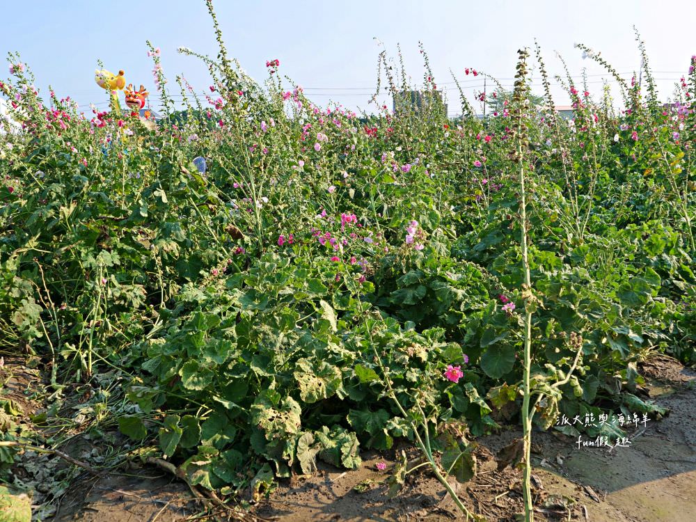 學甲蜀葵花文化節★4月花況．臺南學甲年度盛事．欣賞五顏六色的蜀葵花、鼠尾草、百日草、雞冠花、萬壽菊描繪出光華里民活動中心最美的必逛花海，也別忘了品嘗學甲必吃的美食唷!來個學甲一日遊吧～