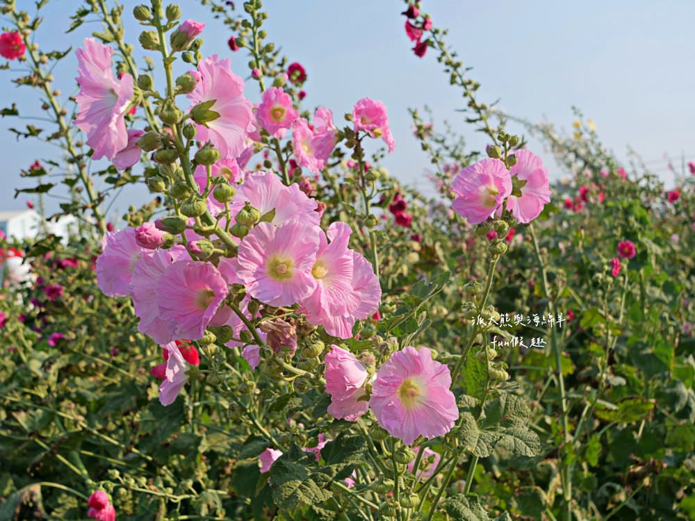 學甲蜀葵花文化節★4月花況．臺南學甲年度盛事．欣賞五顏六色的蜀葵花、鼠尾草、百日草、雞冠花、萬壽菊描繪出光華里民活動中心最美的必逛花海，也別忘了品嘗學甲必吃的美食唷!來個學甲一日遊吧～