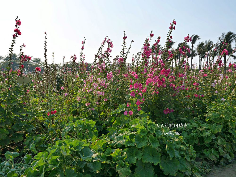 學甲蜀葵花文化節★4月花況．臺南學甲年度盛事．欣賞五顏六色的蜀葵花、鼠尾草、百日草、雞冠花、萬壽菊描繪出光華里民活動中心最美的必逛花海，也別忘了品嘗學甲必吃的美食唷!來個學甲一日遊吧～