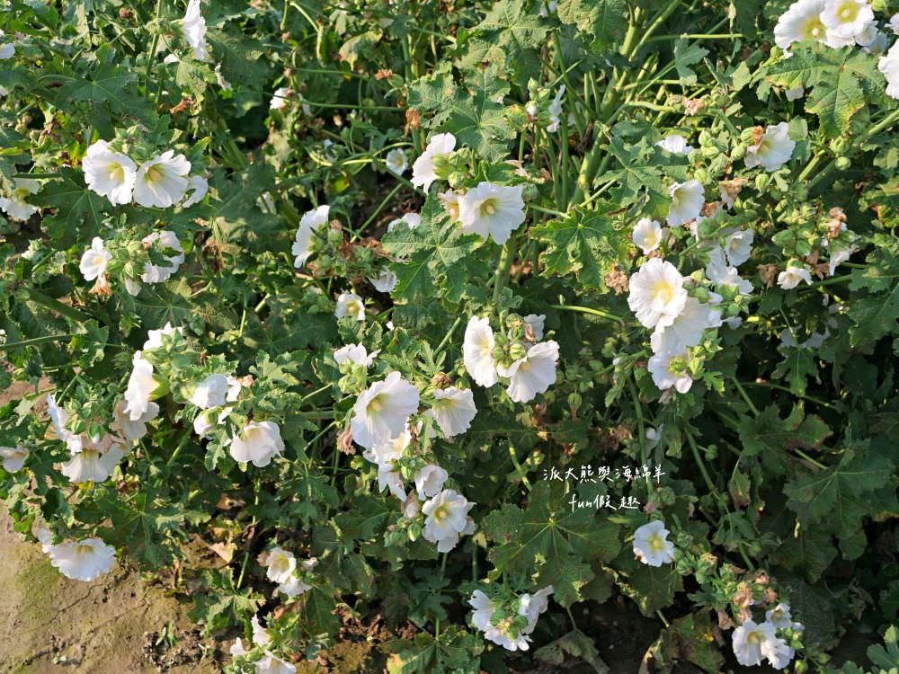 學甲蜀葵花文化節★4月花況．臺南學甲年度盛事．欣賞五顏六色的蜀葵花、鼠尾草、百日草、雞冠花、萬壽菊描繪出光華里民活動中心最美的必逛花海，也別忘了品嘗學甲必吃的美食唷!來個學甲一日遊吧～