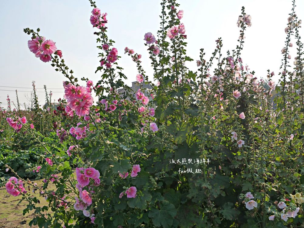 學甲蜀葵花文化節★4月花況．臺南學甲年度盛事．欣賞五顏六色的蜀葵花、鼠尾草、百日草、雞冠花、萬壽菊描繪出光華里民活動中心最美的必逛花海，也別忘了品嘗學甲必吃的美食唷!來個學甲一日遊吧～