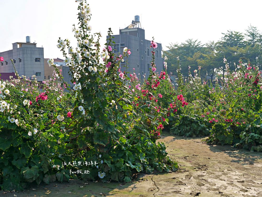 學甲蜀葵花文化節★4月花況．臺南學甲年度盛事．欣賞五顏六色的蜀葵花、鼠尾草、百日草、雞冠花、萬壽菊描繪出光華里民活動中心最美的必逛花海，也別忘了品嘗學甲必吃的美食唷!來個學甲一日遊吧～