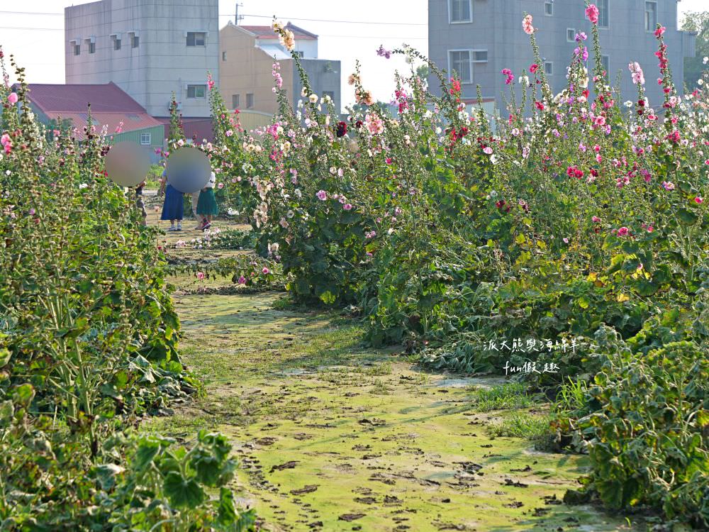 學甲蜀葵花文化節★4月花況.臺南學甲年度盛事.欣賞五顏六色的蜀葵花、鼠尾草、百日草、雞冠花、萬壽菊描繪出光華里民活動中心最美的必逛花海,也別忘了品嘗學甲必吃的美食唷!來個學甲一日遊吧~ - 第36張圖 學甲蜀葵花文化節★4月花況.臺南學甲年度盛事.欣賞五顏六色的蜀葵花、鼠尾草、百日草、雞冠花、萬壽菊描繪出光華里民活動中心最美的必逛花海,也別忘了品嘗學甲必吃的美食唷!來個學甲一日遊吧~