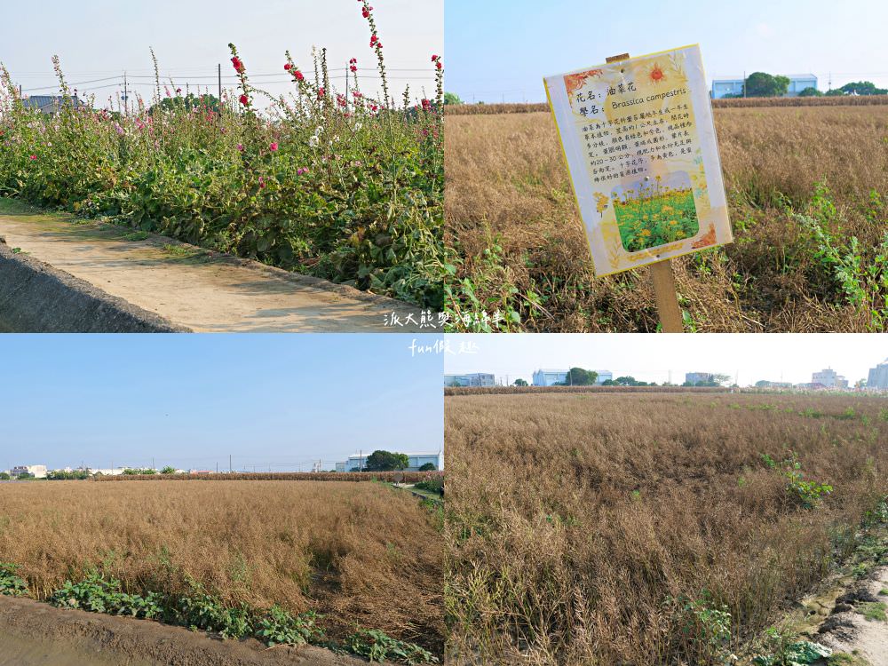 學甲蜀葵花文化節★4月花況.臺南學甲年度盛事.欣賞五顏六色的蜀葵花、鼠尾草、百日草、雞冠花、萬壽菊描繪出光華里民活動中心最美的必逛花海,也別忘了品嘗學甲必吃的美食唷!來個學甲一日遊吧~ - 第37張圖 學甲蜀葵花文化節★4月花況.臺南學甲年度盛事.欣賞五顏六色的蜀葵花、鼠尾草、百日草、雞冠花、萬壽菊描繪出光華里民活動中心最美的必逛花海,也別忘了品嘗學甲必吃的美食唷!來個學甲一日遊吧~