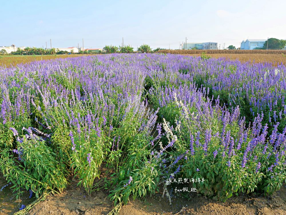 學甲蜀葵花文化節★4月花況．臺南學甲年度盛事．欣賞五顏六色的蜀葵花、鼠尾草、百日草、雞冠花、萬壽菊描繪出光華里民活動中心最美的必逛花海，也別忘了品嘗學甲必吃的美食唷!來個學甲一日遊吧～