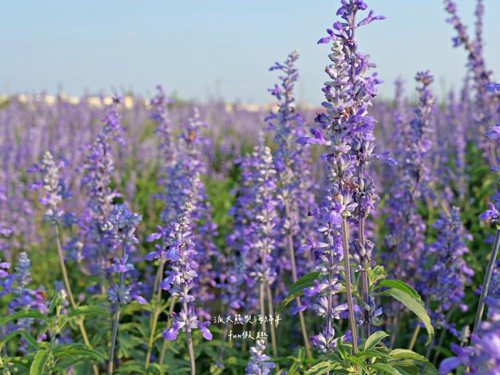 學甲蜀葵花文化節★4月花況.臺南學甲年度盛事.欣賞五顏六色的蜀葵花、鼠尾草、百日草、雞冠花、萬壽菊描繪出光華里民活動中心最美的必逛花海,也別忘了品嘗學甲必吃的美食唷!來個學甲一日遊吧~ - 第39張圖 學甲蜀葵花文化節★4月花況.臺南學甲年度盛事.欣賞五顏六色的蜀葵花、鼠尾草、百日草、雞冠花、萬壽菊描繪出光華里民活動中心最美的必逛花海,也別忘了品嘗學甲必吃的美食唷!來個學甲一日遊吧~