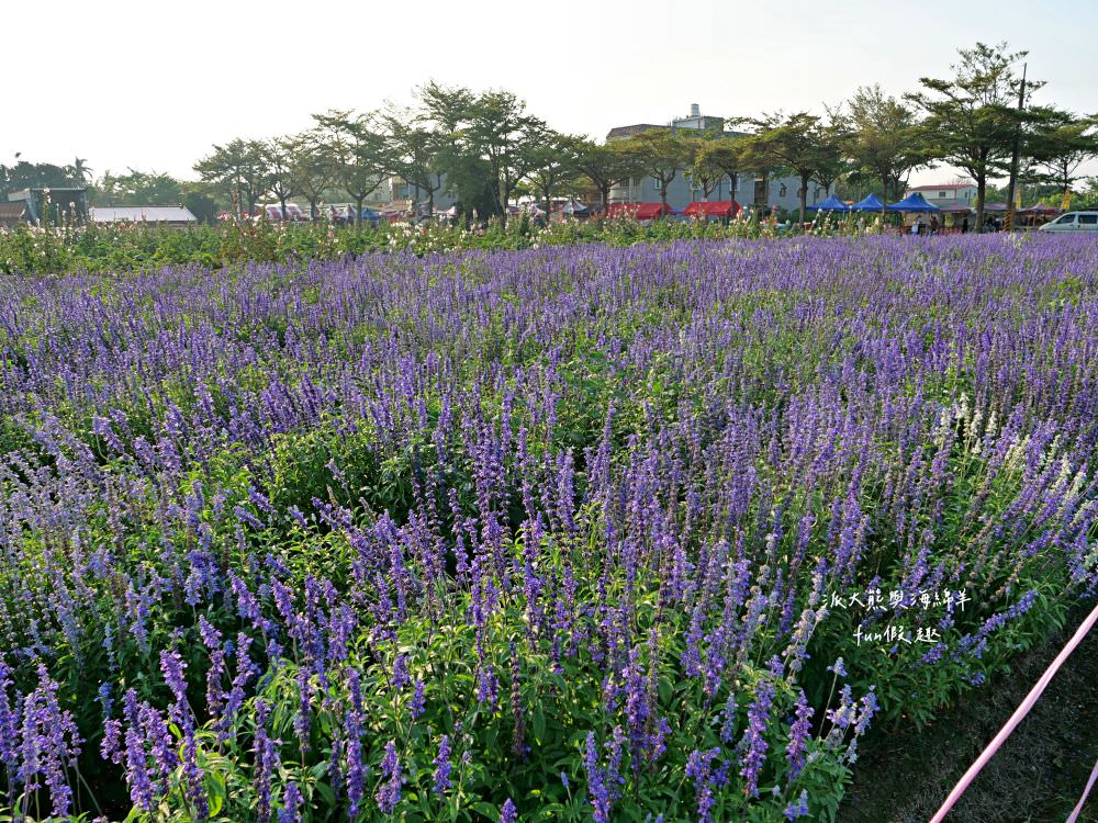 學甲蜀葵花文化節★4月花況．臺南學甲年度盛事．欣賞五顏六色的蜀葵花、鼠尾草、百日草、雞冠花、萬壽菊描繪出光華里民活動中心最美的必逛花海，也別忘了品嘗學甲必吃的美食唷!來個學甲一日遊吧～