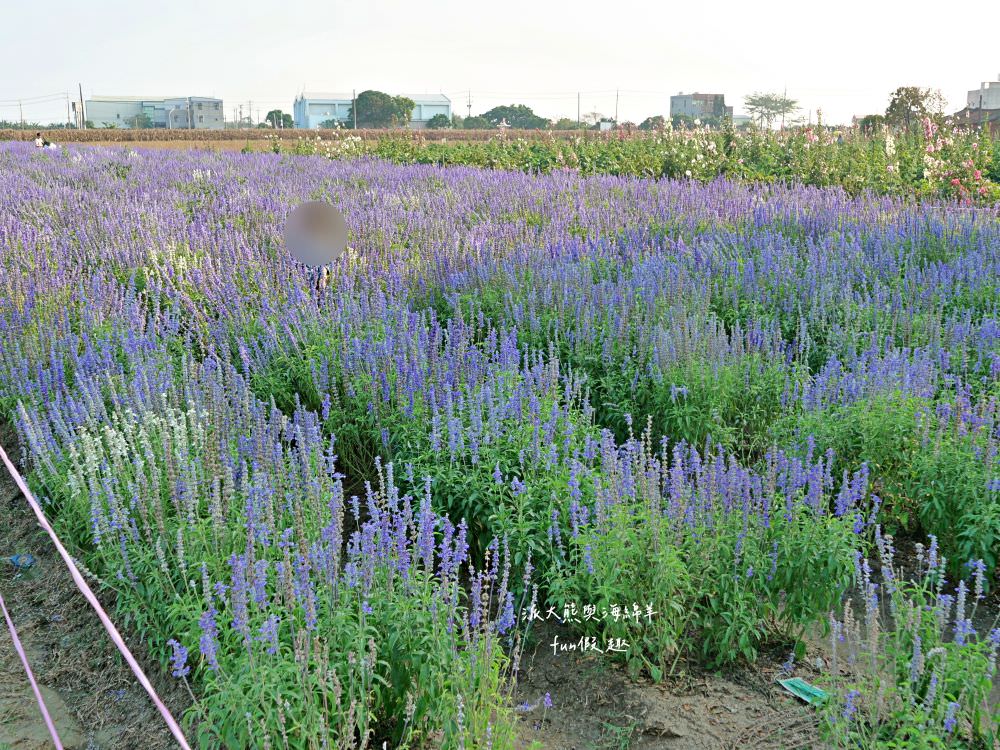 學甲蜀葵花文化節★4月花況．臺南學甲年度盛事．欣賞五顏六色的蜀葵花、鼠尾草、百日草、雞冠花、萬壽菊描繪出光華里民活動中心最美的必逛花海，也別忘了品嘗學甲必吃的美食唷!來個學甲一日遊吧～