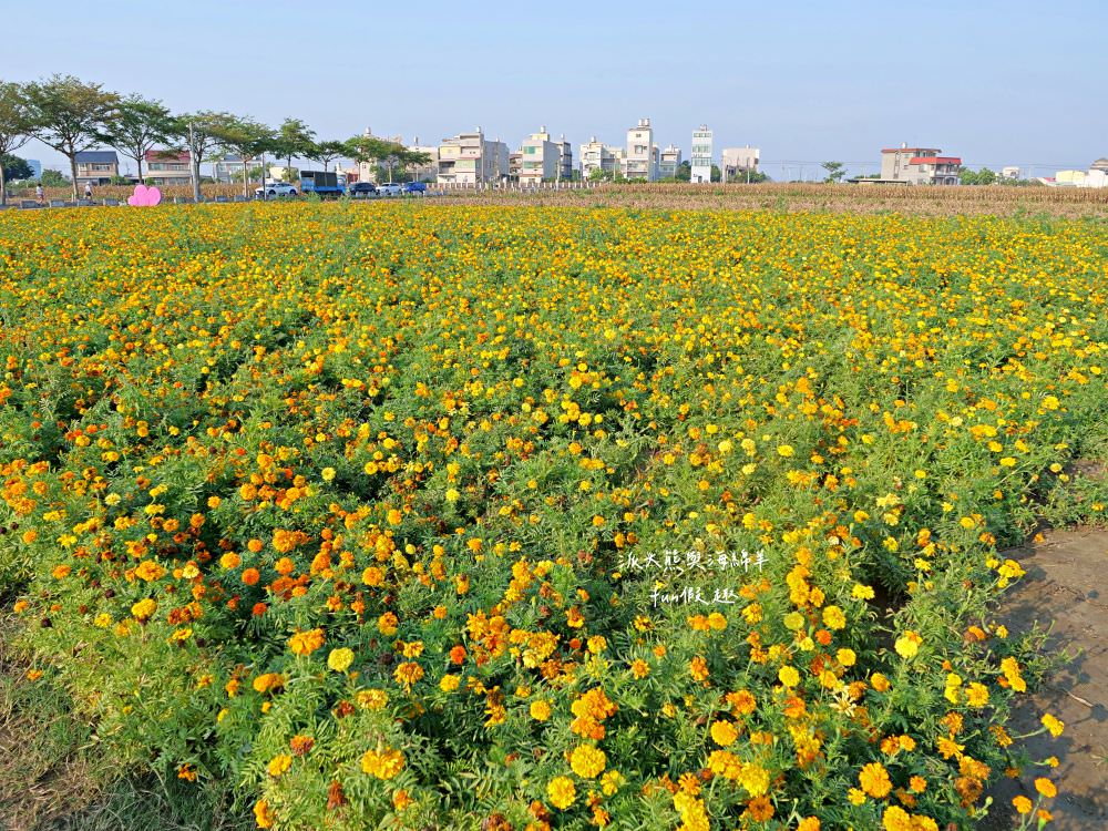 學甲蜀葵花文化節★4月花況．臺南學甲年度盛事．欣賞五顏六色的蜀葵花、鼠尾草、百日草、雞冠花、萬壽菊描繪出光華里民活動中心最美的必逛花海，也別忘了品嘗學甲必吃的美食唷!來個學甲一日遊吧～