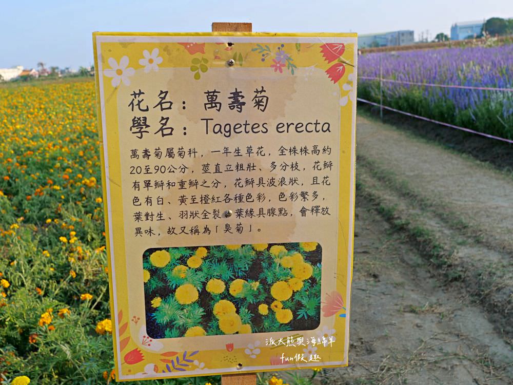 學甲蜀葵花文化節★4月花況．臺南學甲年度盛事．欣賞五顏六色的蜀葵花、鼠尾草、百日草、雞冠花、萬壽菊描繪出光華里民活動中心最美的必逛花海，也別忘了品嘗學甲必吃的美食唷!來個學甲一日遊吧～