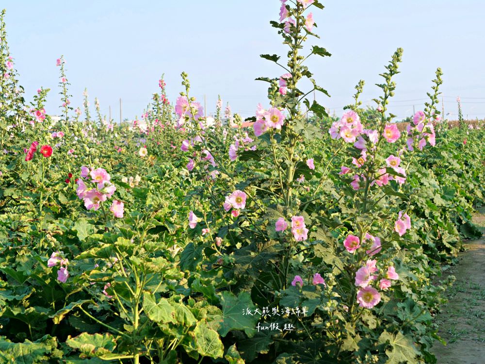 學甲蜀葵花文化節★4月花況．臺南學甲年度盛事．欣賞五顏六色的蜀葵花、鼠尾草、百日草、雞冠花、萬壽菊描繪出光華里民活動中心最美的必逛花海，也別忘了品嘗學甲必吃的美食唷!來個學甲一日遊吧～