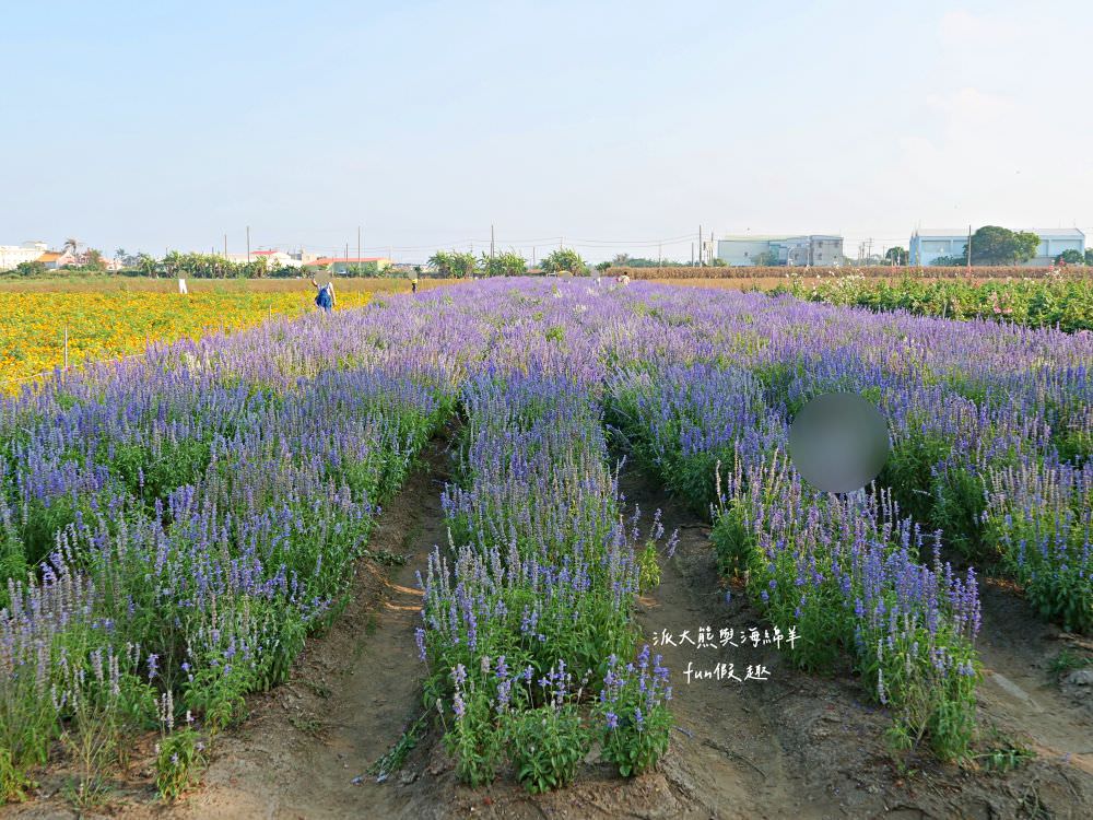 學甲蜀葵花文化節★4月花況．臺南學甲年度盛事．欣賞五顏六色的蜀葵花、鼠尾草、百日草、雞冠花、萬壽菊描繪出光華里民活動中心最美的必逛花海，也別忘了品嘗學甲必吃的美食唷!來個學甲一日遊吧～