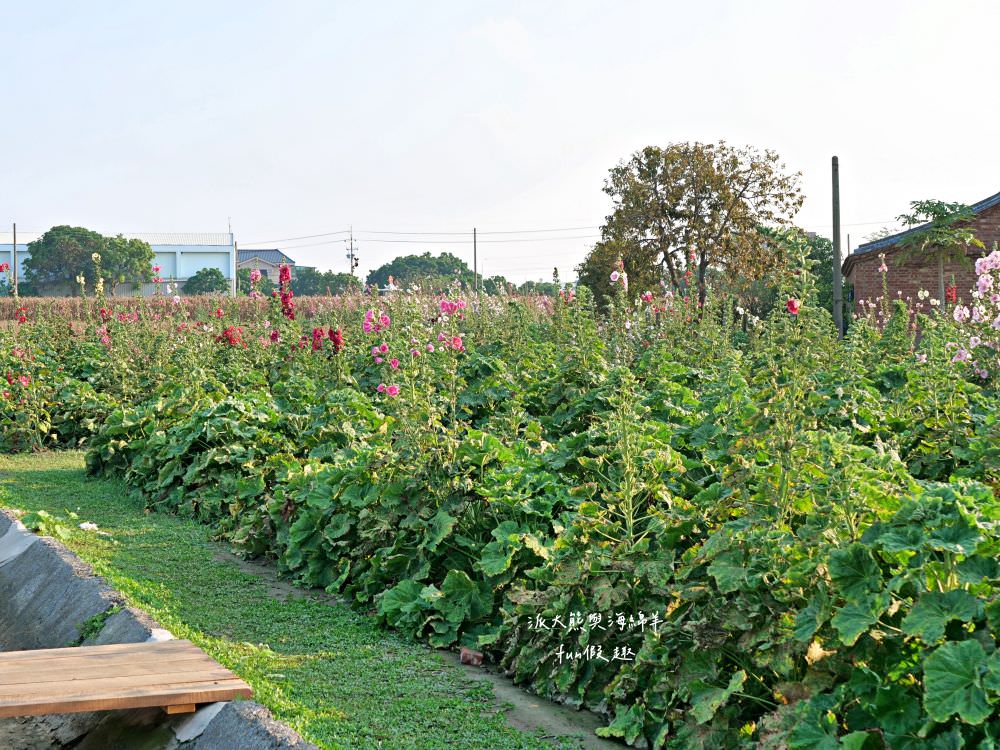 學甲蜀葵花文化節★4月花況．臺南學甲年度盛事．欣賞五顏六色的蜀葵花、鼠尾草、百日草、雞冠花、萬壽菊描繪出光華里民活動中心最美的必逛花海，也別忘了品嘗學甲必吃的美食唷!來個學甲一日遊吧～