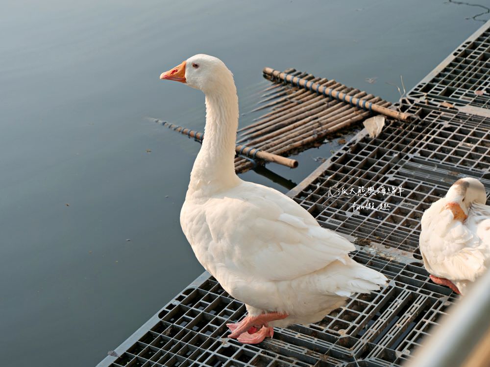 學甲蜀葵花文化節★4月花況．臺南學甲年度盛事．欣賞五顏六色的蜀葵花、鼠尾草、百日草、雞冠花、萬壽菊描繪出光華里民活動中心最美的必逛花海，也別忘了品嘗學甲必吃的美食唷!來個學甲一日遊吧～