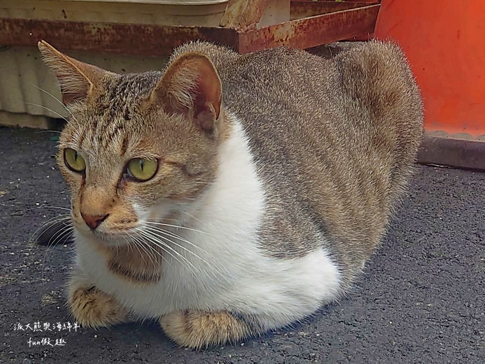 葉媽媽的早午餐廚房｜臺東市新成街在地溫馨優質早餐店，蛋餅、漢堡、河粉煎、烤土司、鍋燒麵、炒泡麵、魯肉飯及各種點心應有盡有，讓你從早到晚都能元氣滿點!週1公休