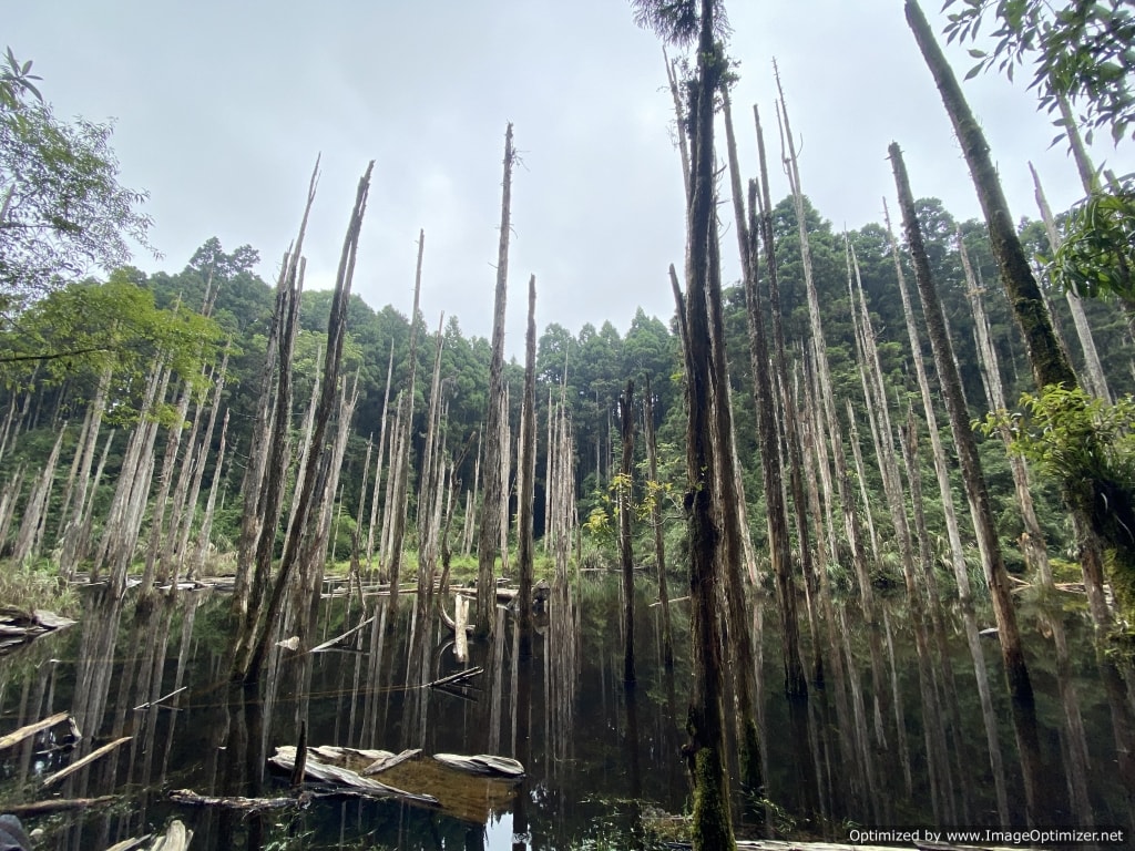 忘憂森林｜推薦來這邊一秒變仙境，除了溪頭南投的旅遊還有這秘境～一天看到晴雨兩景! 附近的景觀餐廳