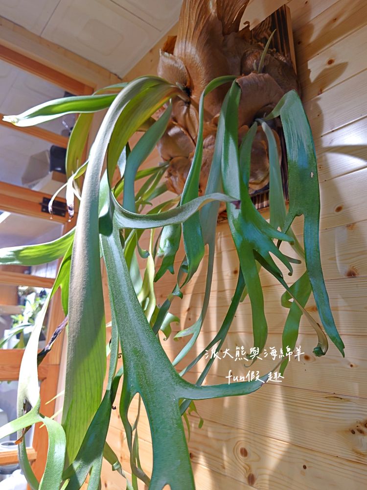 LEO咖啡異想世界｜隱藏中興新村傳統市場高質感文青咖啡廳，空間裝潢簡約舒適，手沖豆款選擇超多，每杯全都百元均一價，其他還有輕食、甜點與披薩唷!!!這是派大熊給予第一市場5顆星的超愛咖啡店～