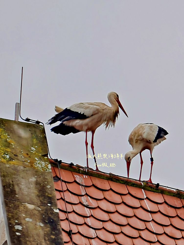 德國羅滕堡（Rothenburg）一日遊懶人包︱置身童話故事場景&中世紀風情城鎮︱景點、購物、美食、住宿、伴手禮重點整理（含交通及行程叮嚀）